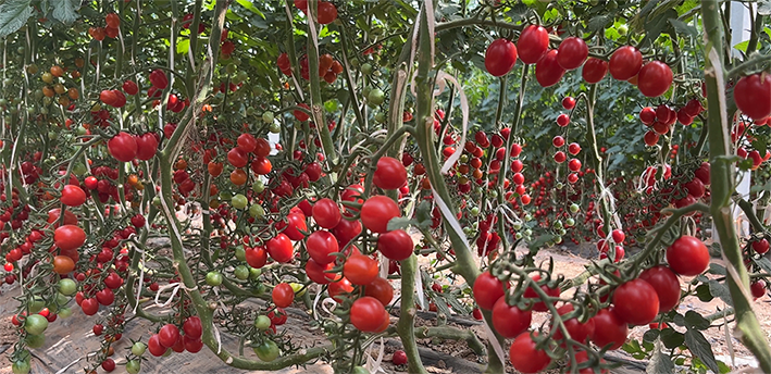 1722591531066074114.png 微信图片_20240802173732.png